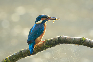 Kingfisher Alcedo atthis bird fish in beak