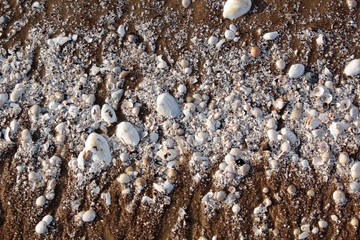 muszelki 1 © leopold_lew