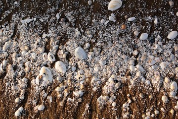 muszelki 1 © leopold_lew