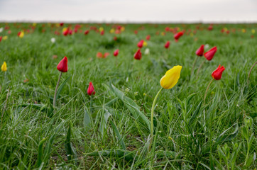 close-up of wild red and yellow tulips (Tulipa gesneriana) in spring steppe Manych-Gudilo, Kalmykia