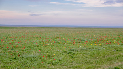 fields of wild red and yellow tulips (Tulipa gesneriana) in spring steppe at sunset Manych-Gudilo, Kalmykia