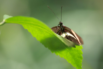 Close up of a red postman tropical butterfly Heliconius erato