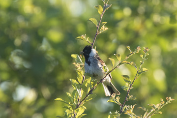 Obraz premium Male common reed bunting Emberiza schoeniclus has food for chicks