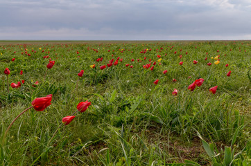 field of wild red and yellow tulips (Tulipa gesneriana) in spring steppe Manych-Gudilo, Kalmykia