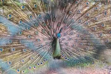Fotobehang peacock in cage © hui_u