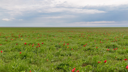fields of wild red and yellow tulips (Tulipa gesneriana) in spring steppe Manych-Gudilo, Kalmykia