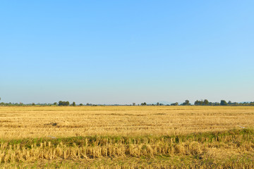 Summer Landscape with yellow Field and blue sky,Copy space for text