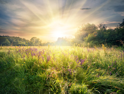 Fototapeta Meadow with wildflowers under the bright sun