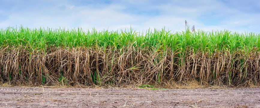 Panoramic of sugar cane field with blue sky