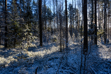 Fototapeta premium frozen country side by the forest covered in snow