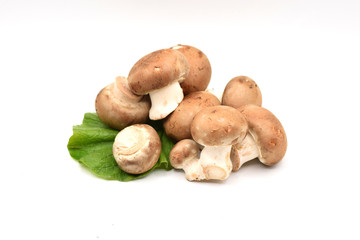Brown Mushrooms on a White Background