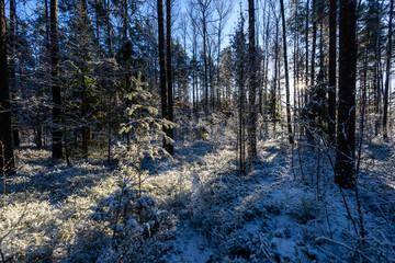 frozen country side by the forest covered in snow