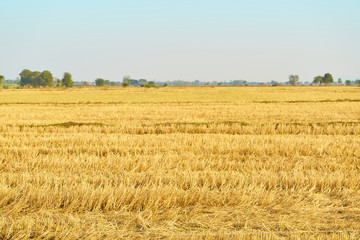 Summer Landscape with yellow Field and blue sky,Copy space for text   