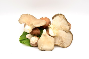 Brown Mushrooms on a White Background