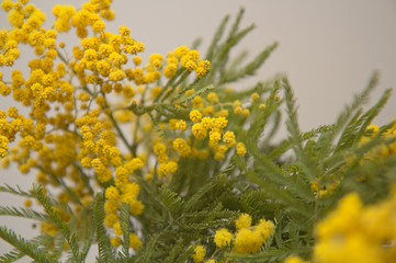 Season Mimosa blossom