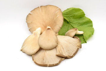 Brown Mushrooms on a White Background