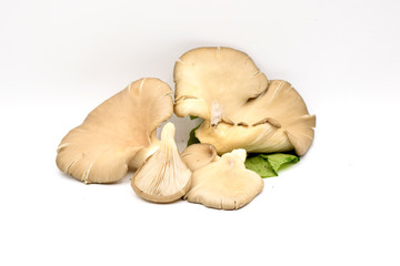 Fototapeta premium Brown Mushrooms on a White Background
