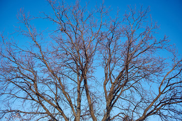 Fototapeta na wymiar branches of a tree without leaves in early spring against a bright blue sky and the wagtail on branch