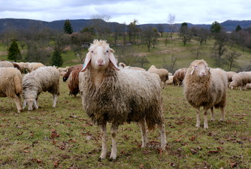 Fototapeta premium Schafe