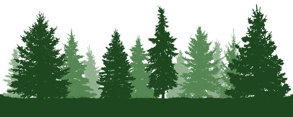 Forest fir trees silhouette. Coniferous green spruce. Vector on white background
