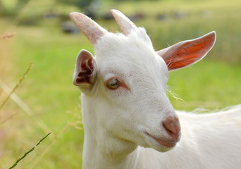 Ziege
