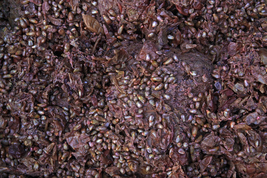 Remnants of wine production