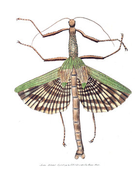 Illustration of the animal.