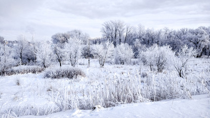 Snow-covered forest in winter white snow. Beautiful winter landscape in the park in the afternoon.