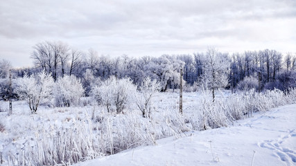 Snow-covered forest in winter white snow. Beautiful winter landscape in the park in the afternoon.