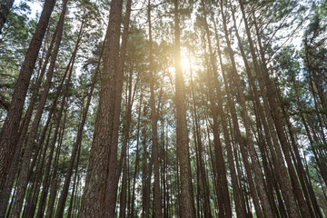 Fototapeta premium Pine forest, sunny early in the morning, sun rays