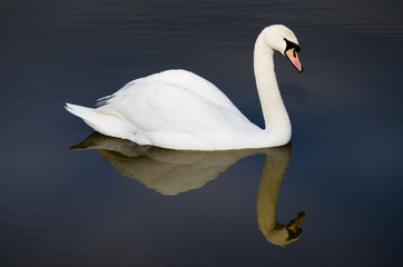 Naklejka premium swan with perfect reflection in lake