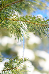 Snow-covered Pine Branch with Icicle on Clear Blue Sky Background at Sunny Warm Spring Day