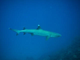 Fototapeta na wymiar Whitetip Shark