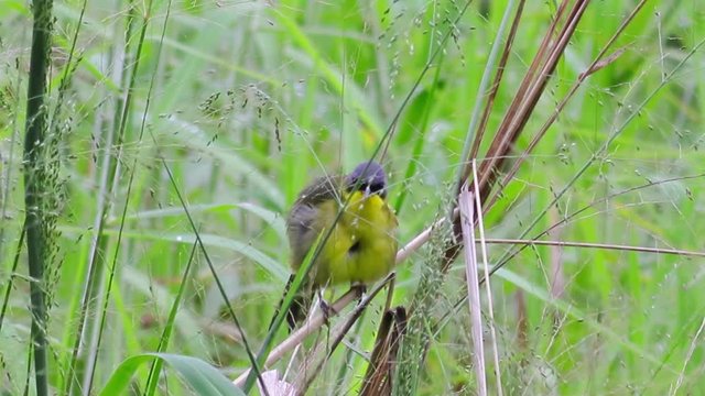 P&aacute;ssaro no capinzal. (Geothlypis aequinoctialis)