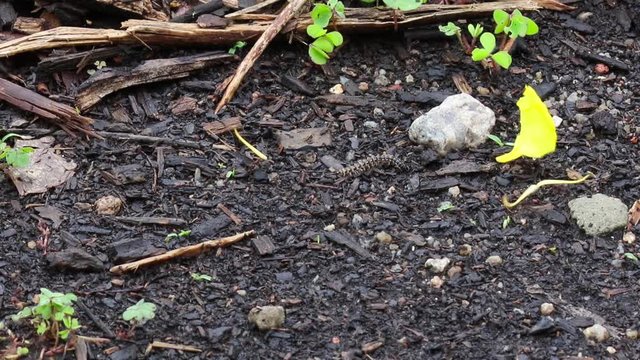 Formigas carregando p&eacute;talas de flor.