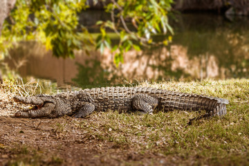 Nile crocodile of Madagascar