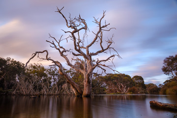 Dead eucalyptus tree in the middle of a lake with pink and blue moving clouds in Australia