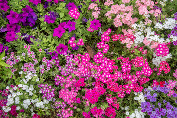 beautiful colorful flowers in garden