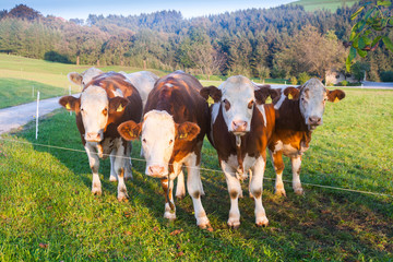 Fototapeta na wymiar Cows in the Austrian Alps
