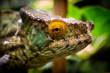 Chameleon macro close up