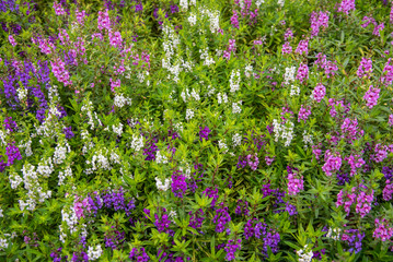 Obraz premium Lavender flowers blooming in a field during summer with selective focus and blurry background