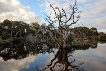 Dead tree in a lake on Kangaroo Island, Australia