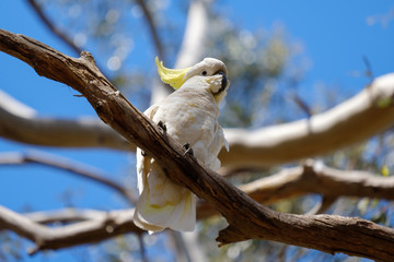 Sulphur-crested Cockatoo sitting on a branch in Australia