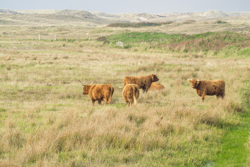 Highland cattle in the field