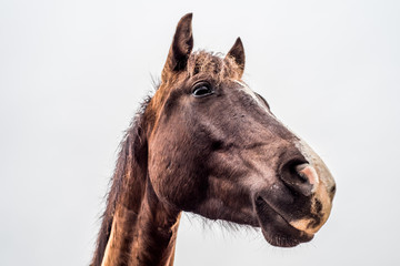 head shot from below of brown horse on white background