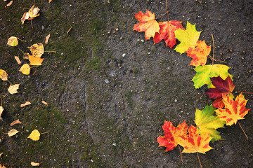 Autumn leaves on a concrete.