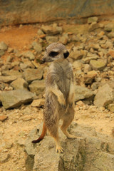 Fototapeta premium Wild suricata on the stone