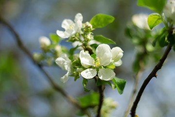 flowers apples close up