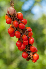 Magnolia x soulangeana Frucht