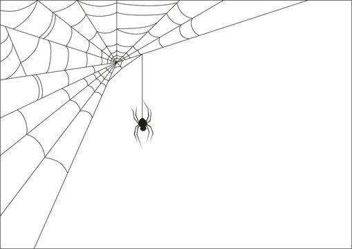 Illustration of Spider web on white
